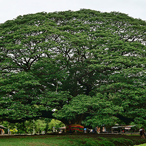 Giant Monky Pod Tree,ต้นจามจุรี ยักษ์